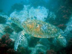 This turtle was getting a clean and didnt care that I was... by Joe Edwards 